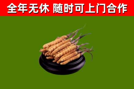 天津回收冬虫夏草