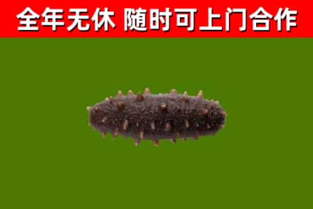 天津回收海参干